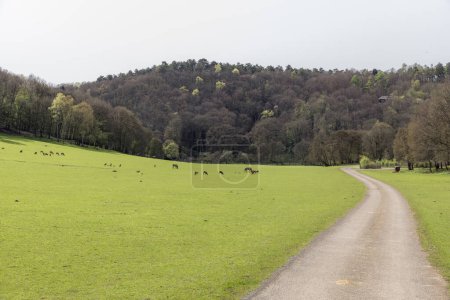A beautiful view of deer and horses grazing together in the distance on a green lawn in a nature reserve against the backdrop of a wooded mountain and a road on a sunny spring day, close-up side view.
