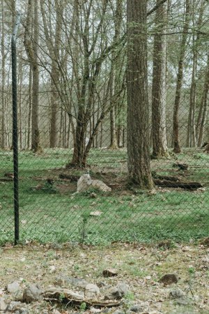 Porträt eines schönen weißen Wolfes, der an einem sonnigen Frühlingstag zwischen Bäumen hinter einem Metallzaun in einem Naturschutzgebiet in Rochefort, Belgien, liegt und ruht, Nahaufnahme von der Seite.
