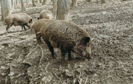 Drei Wildschweine streifen frei zwischen den Bäumen in einem nationalen Naturschutzgebiet in Rochefort, Belgien, an einem sonnigen Sommertag, Seitenansicht aus nächster Nähe.