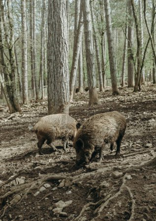Zwei Wildschweine spazieren an einem sonnigen Sommertag frei zwischen den Bäumen im nationalen Naturschutzgebiet in Rochefort, Belgien, Seitenansicht aus nächster Nähe.