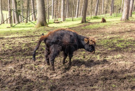One small baby bison defecates while standing sideways in the Rochefort National Nature Reserve in Belgium on a sunny spring day, side view close-up.