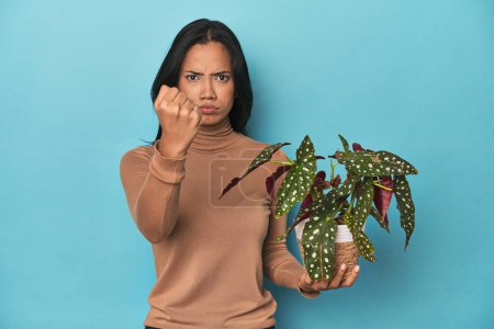 Téléchargez les photos : Filipina tenant une plante sur le studio bleu montrant poing à caméra, expression faciale agressive. - en image libre de droit