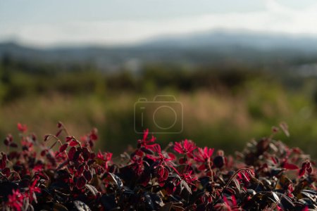 Photo for Floral pattern with young spring leaves - Royalty Free Image