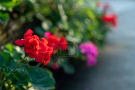 Téléchargez les photos : Côté route avec des fleurs rouges. Coucher de soleil léger du soleil avec ciel jaune et orange dramatique - en image libre de droit