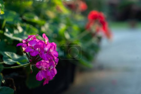 Téléchargez les photos : Côté route avec des fleurs violettes. Coucher de soleil léger du soleil avec ciel jaune et orange dramatique - en image libre de droit