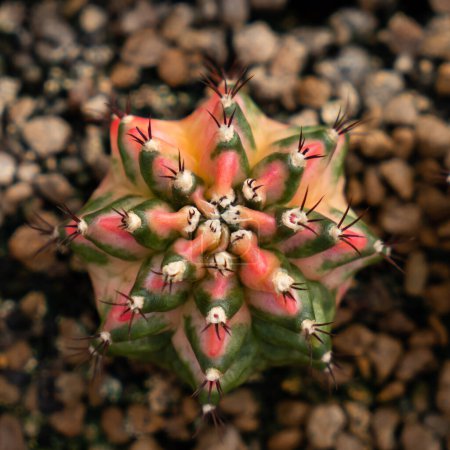 Foto de Granja de cactus con primer plano de la colección suculenta y cactus en maceta. Es el fondo natural de las pequeñas plantas
. - Imagen libre de derechos