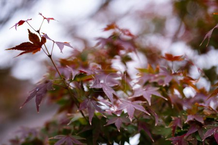 Foto de La textura natural de hojas de arce de colores o Momijigari en otoño en Japón. Atardecer ligero del sol con dramático cielo amarillo y naranja. Profundidad del campo
. - Imagen libre de derechos