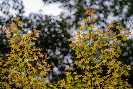 Téléchargez les photos : La texture naturelle des feuilles d'érable colorées ou Momijigari en automne au Japon. Coucher de soleil léger du soleil avec ciel jaune et orange dramatique. Image profondeur de champ
. - en image libre de droit