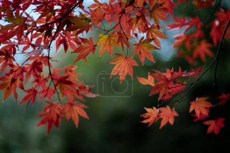 Téléchargez les photos : La texture naturelle des feuilles d'érable colorées ou Momijigari en automne au Japon. Coucher de soleil léger du soleil avec ciel jaune et orange dramatique. Image profondeur de champ
. - en image libre de droit