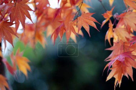 Foto de La textura natural de hojas de arce de colores o Momijigari en otoño en Japón. Atardecer ligero del sol con dramático cielo amarillo y naranja. Profundidad del campo
. - Imagen libre de derechos