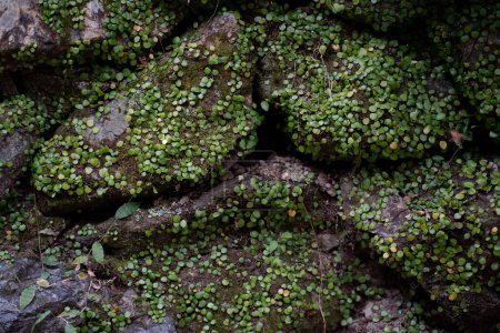 Téléchargez les photos : Plante verte sur pierre humide en forêt - en image libre de droit