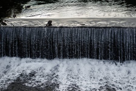 Téléchargez les photos : Débit d'eau du barrage témoin avec canards nageant. - en image libre de droit