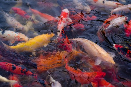 Téléchargez les photos : Mouvement des carpes dans un étang nageant pour voir s'il y a de la nourriture dans un étang ombragé. Doux ton clair. - en image libre de droit