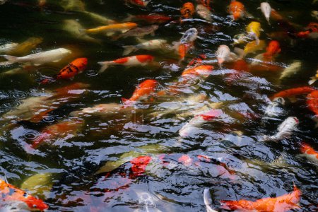 Téléchargez les photos : Mouvement des carpes dans un étang nageant pour voir s'il y a de la nourriture dans un étang ombragé. Doux ton clair. - en image libre de droit