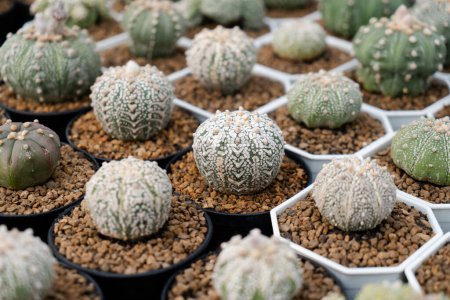 Foto de Astrophytum Asterias. Granja de cactus con primer plano de la colección suculenta y cactus en maceta. Es el fondo natural de las pequeñas plantas. - Imagen libre de derechos