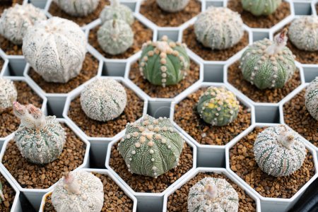 Photo for Astrophytum Asterias. Cactus farm with close-up of succulent and cactus collection in pot. It' s natural background from little plants. - Royalty Free Image