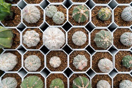 Téléchargez les photos : Astrophytum Asterias. Ferme de cactus avec gros plan de la collection succulente et de cactus en pot. C'est le fond naturel de petites plantes. - en image libre de droit
