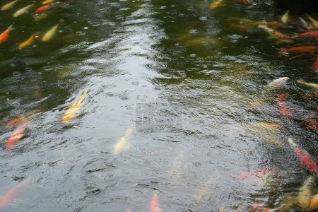 Foto de Movimiento de peces carpa alegre en un estanque nadando hasta ver si hay algún alimento en un estanque sombreado. Tono de luz suave. - Imagen libre de derechos