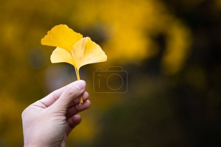 Téléchargez les photos : Main d'homme tenant des feuilles de Ginkgo biloba jaune ou Momijigari en automne au Japon. Coucher de soleil léger du soleil avec ciel jaune et orange dramatique. Image profondeur de champ. - en image libre de droit