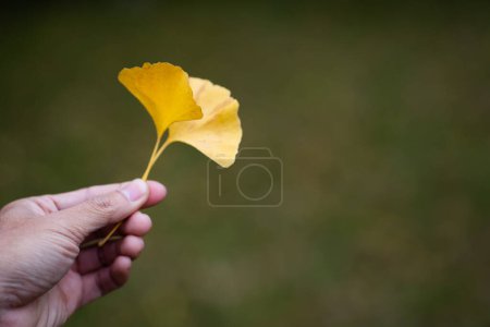 Téléchargez les photos : Main d'homme tenant des feuilles de Ginkgo biloba jaune ou Momijigari en automne au Japon. Coucher de soleil léger du soleil avec ciel jaune et orange dramatique. Image profondeur de champ. - en image libre de droit