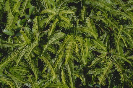 Téléchargez les photos : Feuilles de palmier vert comme fond - en image libre de droit