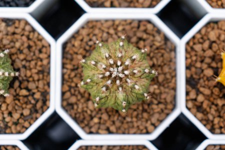 Téléchargez les photos : Ferme de cactus avec gros plan de la collection succulente et de cactus en pot. C'est le fond naturel de petites plantes
. - en image libre de droit