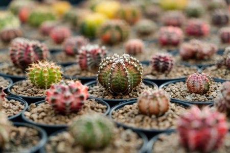 Foto de Granja de cactus con primer plano de la colección suculenta y cactus en maceta. Es el fondo natural de las pequeñas plantas
. - Imagen libre de derechos