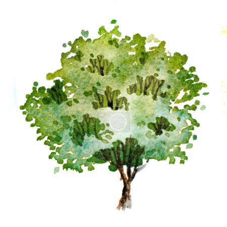 Photo for Green tree with leaves. Hand drawn watercolor painting,isolate on white background.Colorful splashing in the paper.It is wet texture with paint brushes stoke.Stylized summer tree. Eco design. - Royalty Free Image