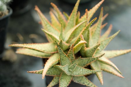 Foto de Granja de cactus con primer plano de cactus en maceta. - Imagen libre de derechos