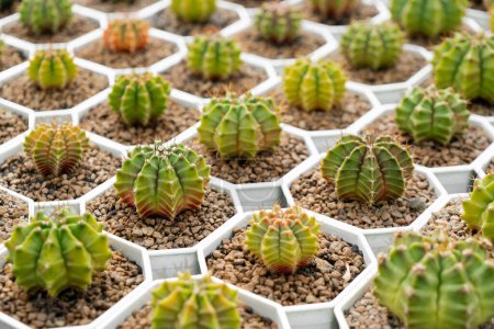 Téléchargez les photos : Ferme de cactus avec gros plan de la collection succulente et de cactus en pot. C'est le fond naturel de petites plantes
. - en image libre de droit