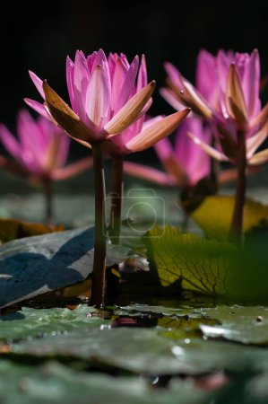 Téléchargez les photos : Le naturel de fleurs de lotus rose avec de jeunes feuilles de printemps de la plante dans l'eau le jour ensoleillé du printemps dans l'eau. - en image libre de droit