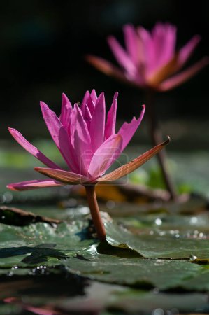 Téléchargez les photos : Le naturel de fleurs de lotus rose avec de jeunes feuilles de printemps de la plante dans l'eau le jour ensoleillé du printemps dans l'eau. - en image libre de droit