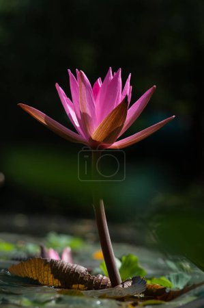 Téléchargez les photos : La fleur naturelle de lotus rose avec de jeunes feuilles de printemps de la plante dans l'eau le jour ensoleillé du printemps dans l'eau. - en image libre de droit