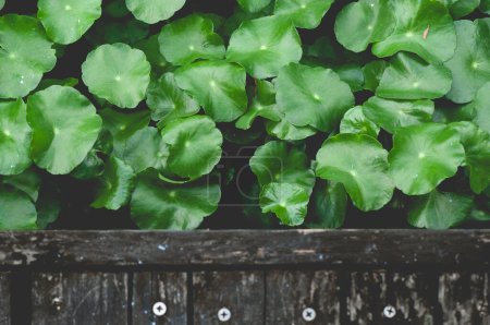 Téléchargez les photos : Feuilles vertes texture fond - en image libre de droit