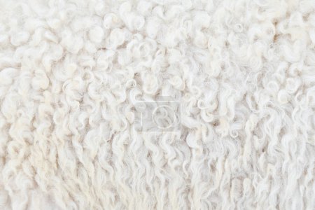 Téléchargez les photos : Fibre laine de fourrure thermique fond de mouton avec ton de couleur vif. - en image libre de droit