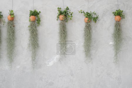 Téléchargez les photos : Petite plante d'ornement pour la décoration sur le mur de béton. - en image libre de droit