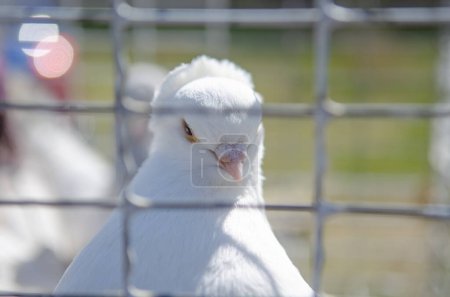 Eine weiße Taube hinter dem Zaun des Käfigs