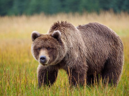 Photo for Coastal brown bear, also known as Grizzly Bear (Ursus Arctos). South Central Alaska. United States of America (USA). - Royalty Free Image
