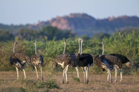 Photo for Common ostrich (Struthio camelus) flock. Mashatu, Northern Tuli Game Reserve. Botswana - Royalty Free Image