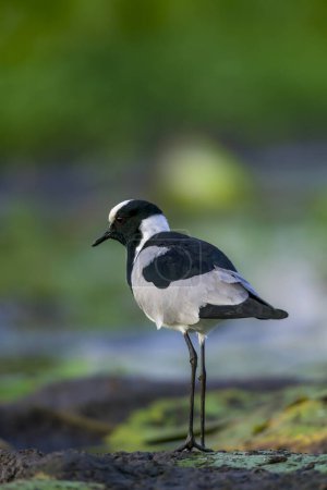 Photo for Blacksmith lapwing or plover (Vanellus armatus) in a wetland on the edge of a waterhole. Mashatu, Northern Tuli Game Reserve. Botswana - Royalty Free Image