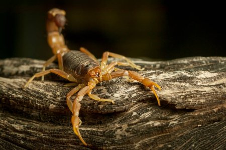 Dickschwanzskorpion (Parabuthus capensis). Hoch giftig. Mashatu Wildreservat. Das nördliche Tuli-Wildreservat. Botsuana