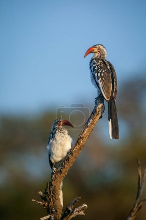 Téléchargez les photos : Southern red-billed hornbill (Tockus rufirostris) pair perched on a branch. Mashatu, Northern Tuli Game Reserve. Botswana - en image libre de droit