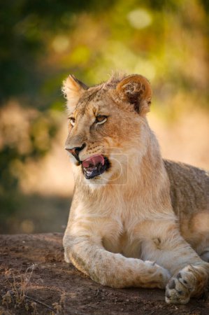 Photo for Lion (Panthera leo). Mashatu, Northern Tuli Game Reserve. Botswana - Royalty Free Image
