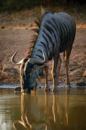 Foto de El ñus azul, el ñu común, el ñu barbudo blanco o el ñu brindled (Connochaetes taurinus) bebiendo en un abrevadero. Mashatu, Reserva de caza del norte de Tuli. Botswana - Imagen libre de derechos