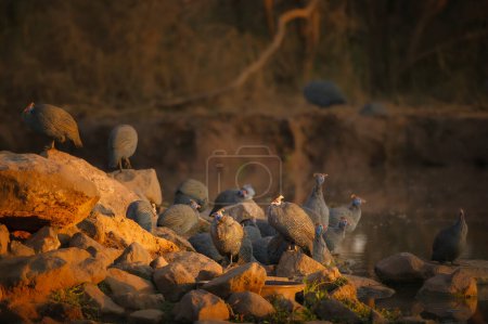 Photo for Helmeted guineafowl (Numida meleagris) flock on the edge of a waterhole. Mashatu, Northern Tuli Game Reserve. Botswana - Royalty Free Image