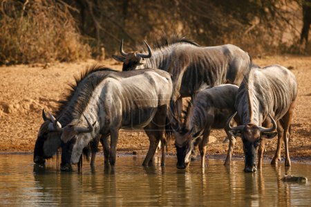 Foto de El ñus azul, el ñu común, el ñu barbudo blanco o el ñu brindled (Connochaetes taurinus) beben en un abrevadero. Mashatu, Reserva de caza del norte de Tuli. Botswana - Imagen libre de derechos