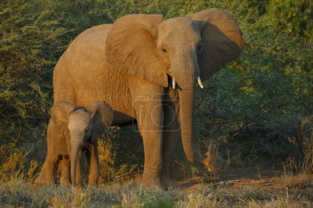 Photo for African bush elephant (Loxodonta africana) cow and calf. Mashatu, Northern Tuli Game Reserve. Botswana - Royalty Free Image