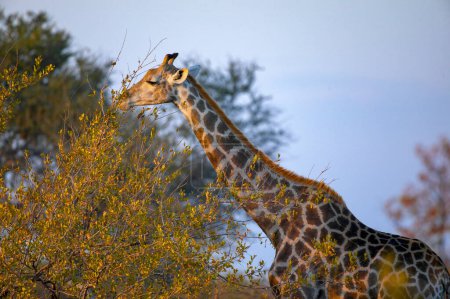 Foto de Giraffe (Giraffa camelopardis) browsing on autumn foliage veld. Northern Tuli Game Reserve. Botswana - Imagen libre de derechos