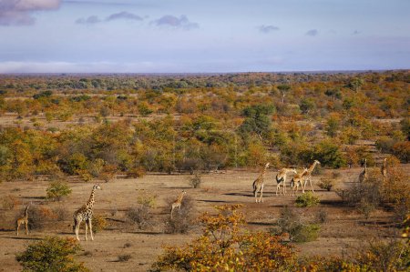 Photo for South African giraffe or Cape giraffe (Giraffa giraffa) or camelopardalis giraffa) herd in mopaneveld. Mashatu, Northern Tuli Game Reserve. Botswana - Royalty Free Image