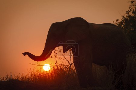 Foto de African bush elephant (Loxodonta africana) silhouetted against a setting sun. Mashatu, Northern Tuli Game Reserve. Botswana - Imagen libre de derechos